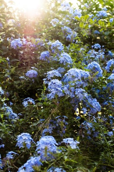 Flowers in Home Garden