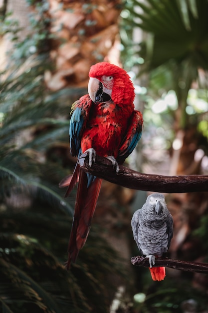 Red and Blue Parrot – Free Download