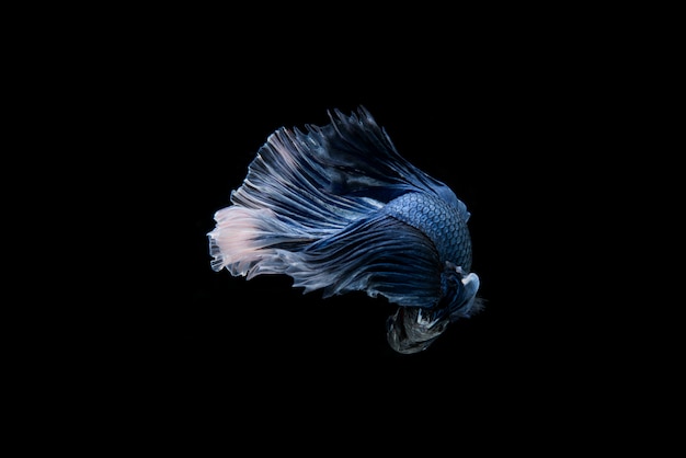 Beautiful Colorful Siamese Betta Fish Free Stock Photo Download