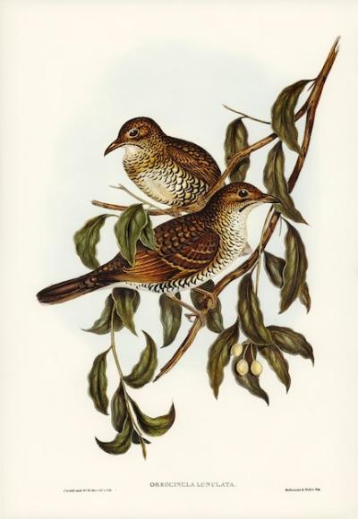 Mountain Thrush (Oreocincla lunulata) – Illustrated by Elizabeth Gould