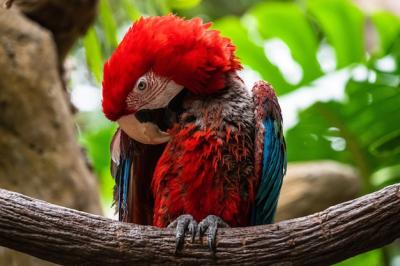 Closeup of a Macaw parrot perched on a branch – Free Stock Photo Download