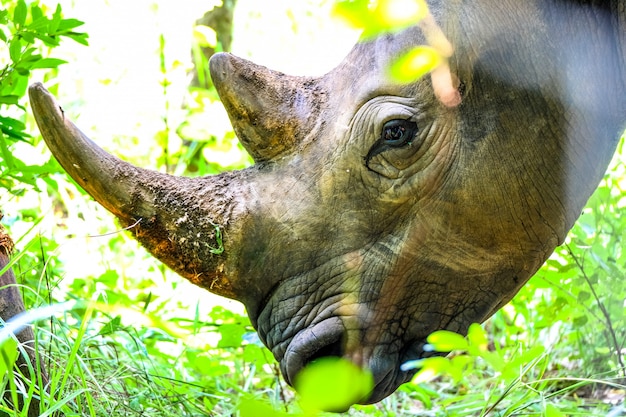 Closeup shot of a rhino’s head near plants and a tree on a sunny day