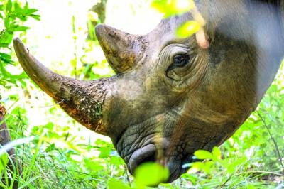 Closeup shot of a rhino’s head near plants and a tree on a sunny day