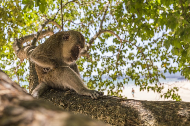 Monkey Sitting on Tree Branch – Free Stock Photo for Download