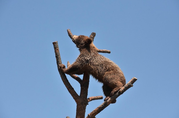 Adorable Juvenile Black Bear Cub Climbing in a Dead Tree