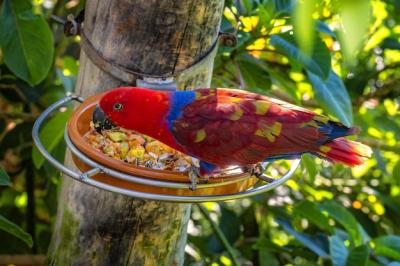 Mesmerizing Shot of a Colorful Parrot in Tropical Forest