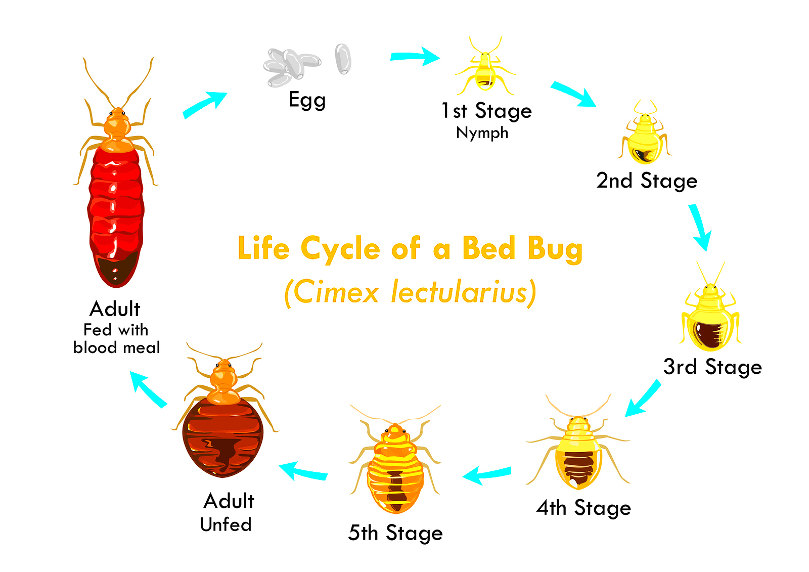 Bed Bugs Arizona Law Bed Bug Get Rid