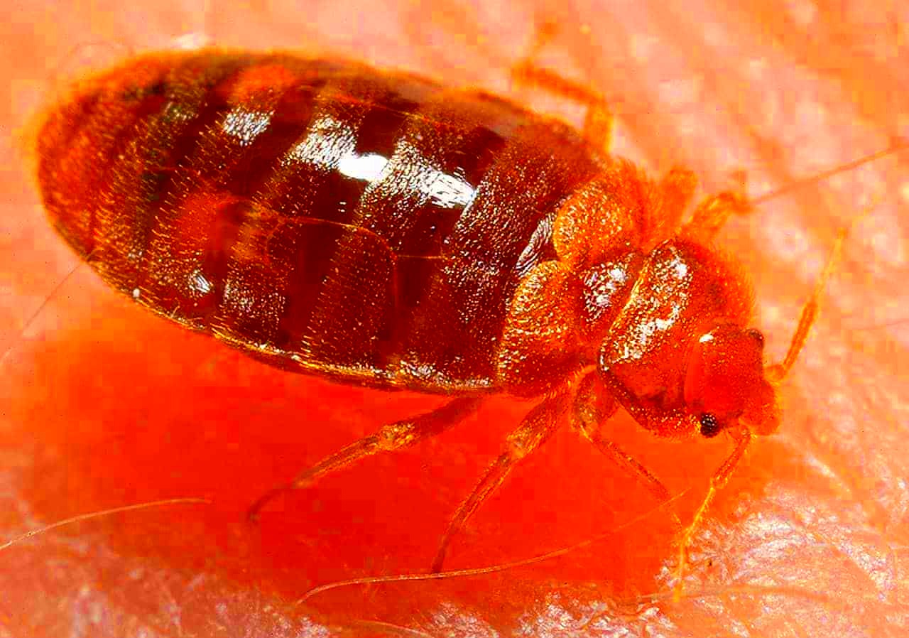 Bed Bugs Arizona Law Bed Bug Get Rid