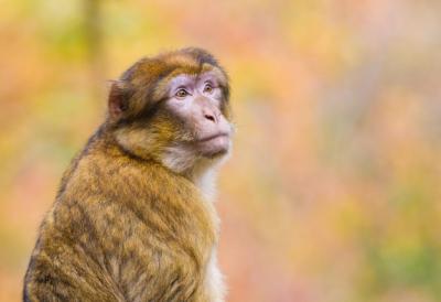 Portrait of a Barbary Macaque with Autumn Forest Colors