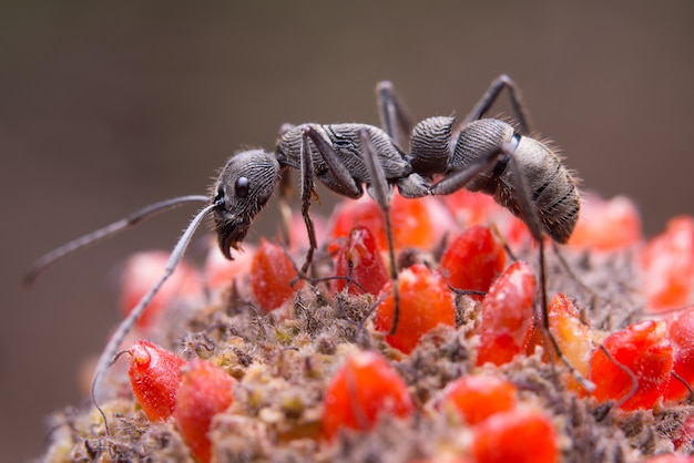 Black Ant on Flower – Free Download