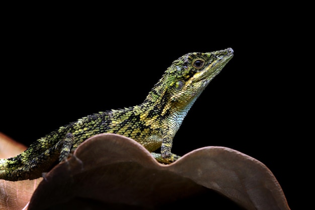 Closeup Head of Pseudocalotes Lizard with Natural Background