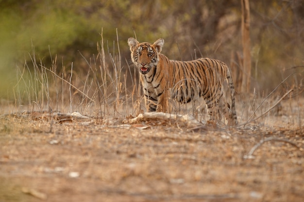 Amazing Bengal Tiger in the Nature