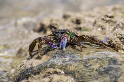 Red and green crab on rock – Free Stock Photo for Download