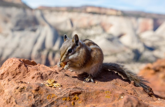 Chipmunk – Free Stock Photo for Download