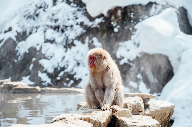 Snow monkey in Japan – Free Stock Photo for Download