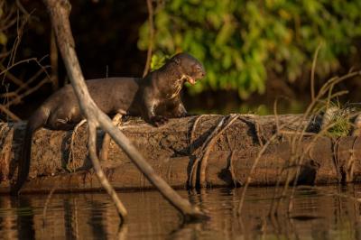 Giant River Otter in the Natural Habitat – Free Stock Photo