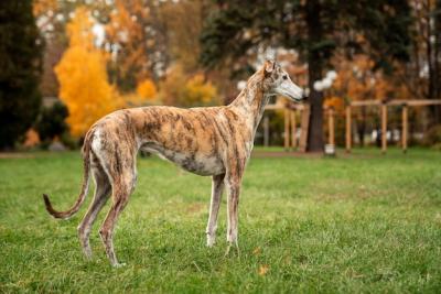 Cute Dog Spending Time Outside – Free Stock Photo Download