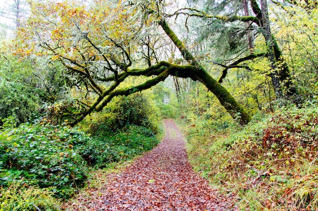 Beautiful Scenery of a Forest