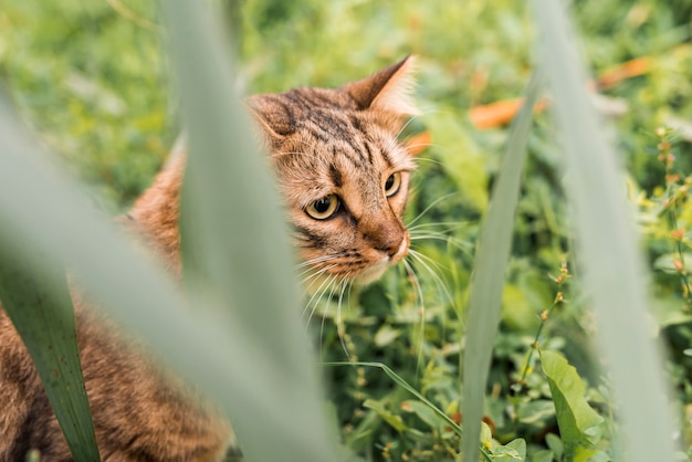 Cute Tabby Cat in Park – Free Download