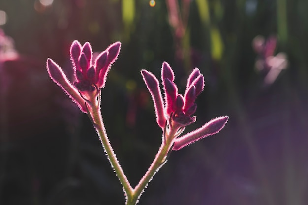 Floral Composition: Free Download Elegant Style Stock Photo