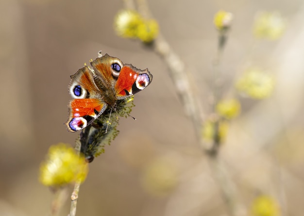 Multicolored Butterfly Close Up: Free Download