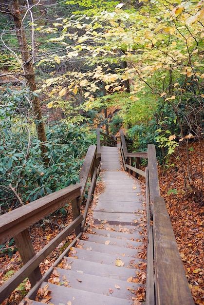 Autumn Hiking Trail – Free Download Stock Photo