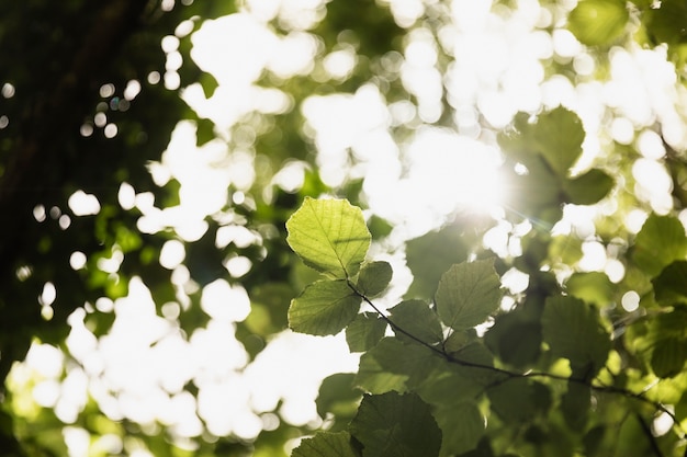 Close up on branches in the woods – Free Stock Photo