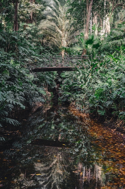 Bridge in forest – Free Stock Photo Download