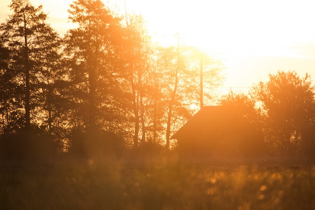 House with tall trees and beautiful sunshine – Free Stock Photo Download