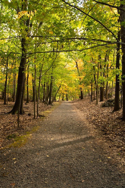 Vertical Shot of Footpath Among Autumn Trees in the Forest