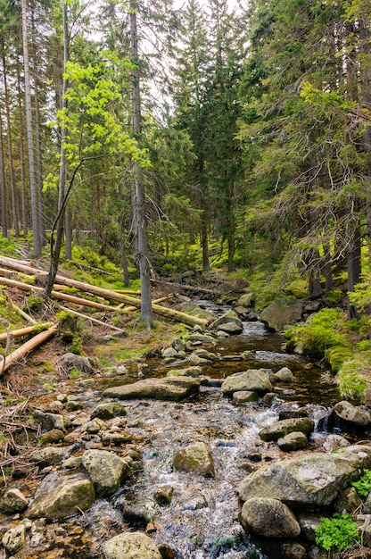 Vertical shot of a river full of stones in the forest with tall trees