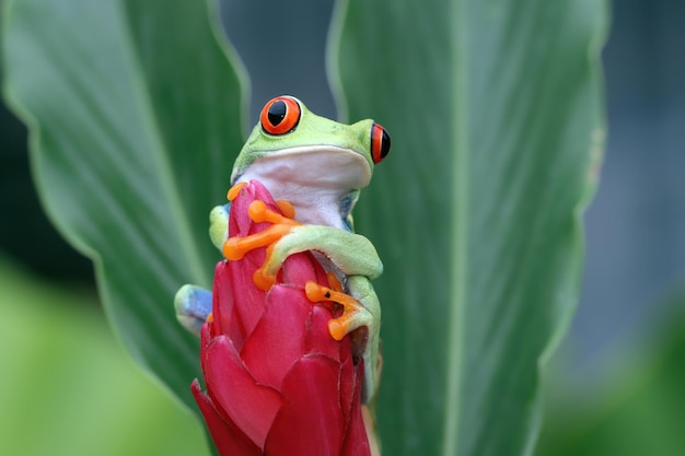 Redeyed tree frog sitting on green leaves