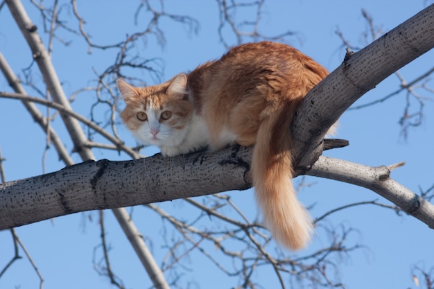 Cat on a Tree: Free Stock Photo for Download