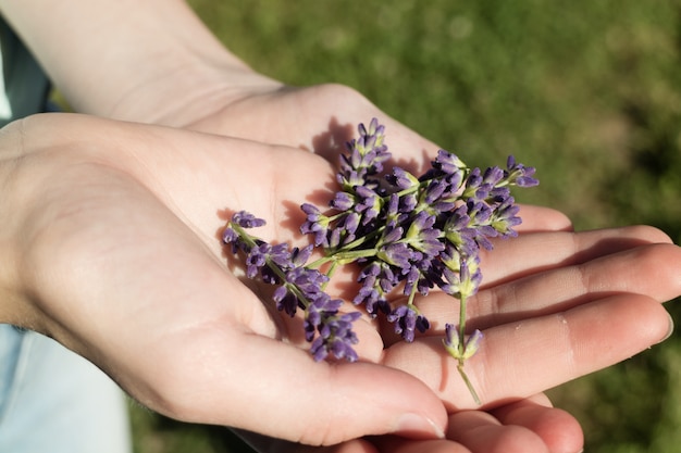 Hand holding purple English lavender flowers