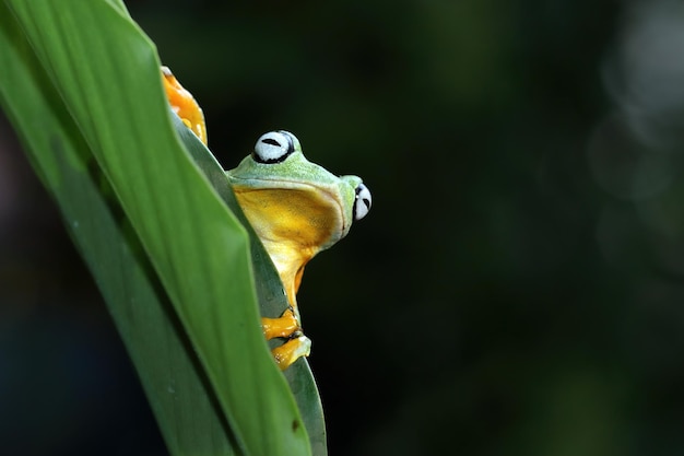 Flying Frog Closeup Face on Branch: Javan Tree Frog Image Rhacophorus Reinwartii on Green Leaves