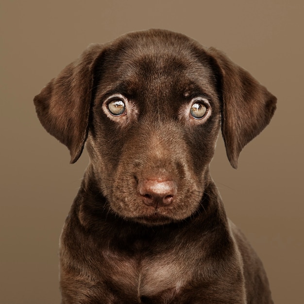 Adorable Chocolate Labrador Retriever Portrait