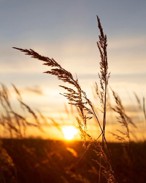 Inspiring View of Morning Light – Free Stock Photo Download