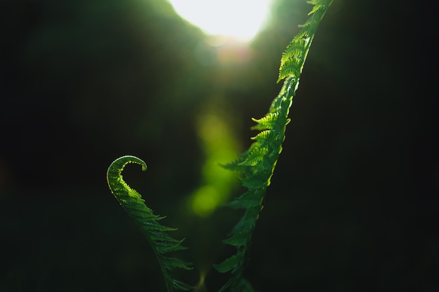 Download Fern Leaves for Free – Free Stock Photo