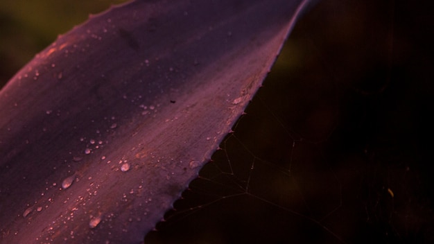 Close-up of water drop on cactus plant