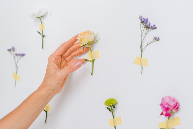 Hand touching spring flowers