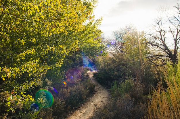 Path in countryside with lens flare effect