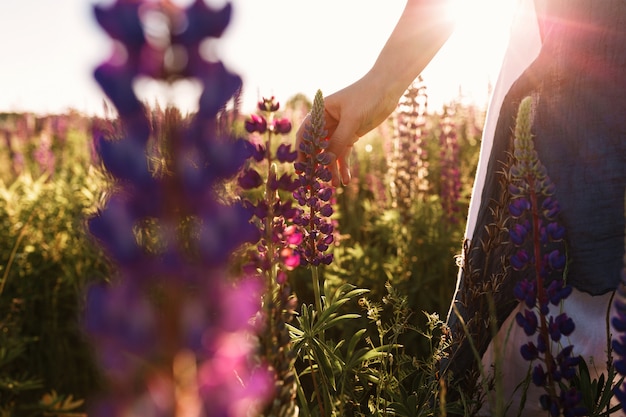 Woman hand touching flower grass in field with sunset light – Free Stock Photo Download