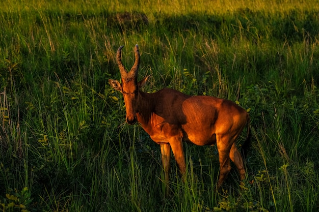 Beautiful Hartebeest Standing in Grassy Field