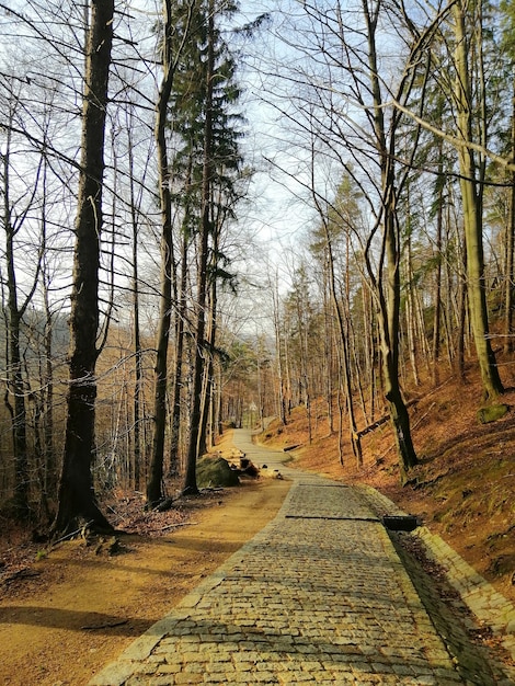 Vertical shot of stone walkway surrounded by trees in Jelenia GÃ³ra, Poland