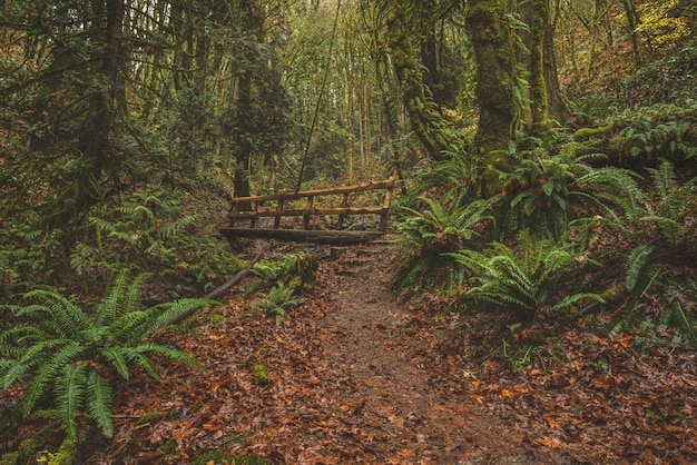 Wooden Bridge in a Tree Forest – Free Stock Photo