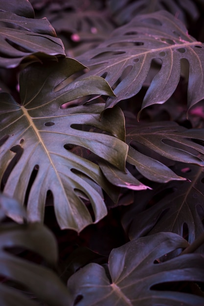 Botanical Monstera Leaves