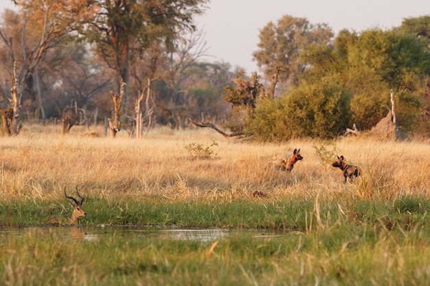 Wild Dogs hunting desperate impalas