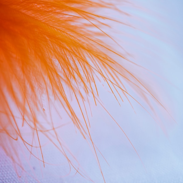 Abstract Orange Fibers on Top of Quill