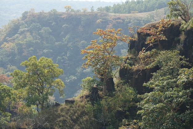 Mountains Covered with Trees