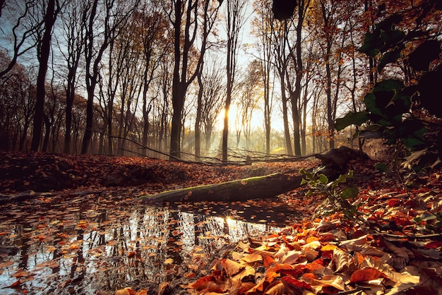 Autumn Forest: Small Lake Surrounded by Leaves and Trees Under Sunlight